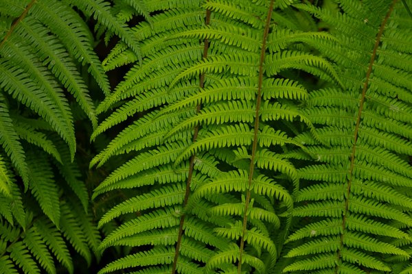 La liberté d'expression dans l'art: quand l'expression devient révolution