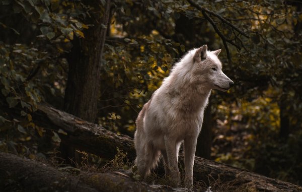 Terre des loups : la boutique aux produits sur le thème du loup